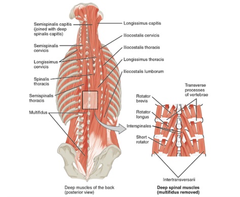 dores lombares - músculos da coluna